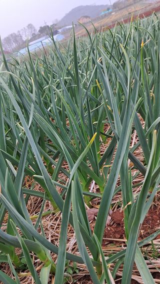 bpjh9173님의 감자 · 영농일지 작성글 사진