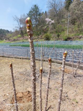 손길준님의 작성글 사진