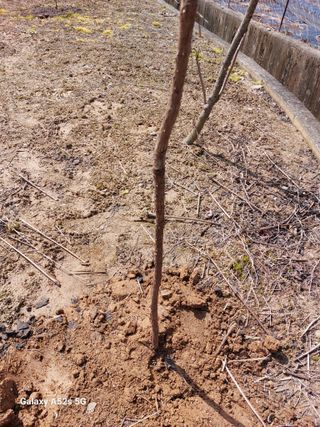 손길준님의 기타작물 · 영농일지 작성글 사진