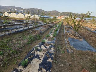 정영석님의 감자 · 영농일지 작성글 사진