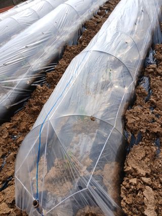 최유순님의 고추 · 영농일지 작성글 사진