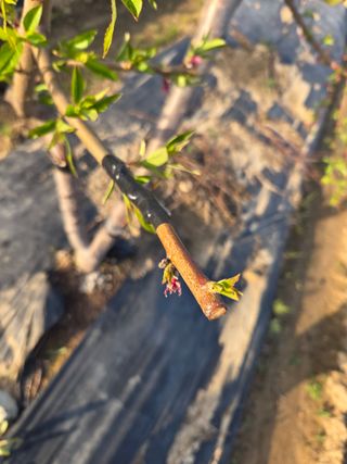 정영석님의 복숭아 · 영농일지 작성글 사진