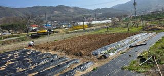 산골아찌님의 기타작물 · 영농일지 작성글 사진
