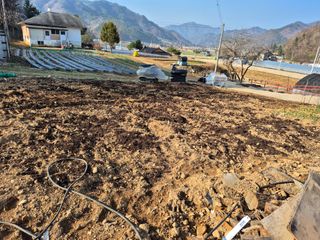 강윤석님의 마늘 · 영농일지 작성글 사진