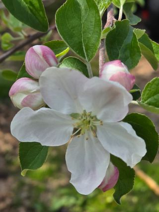 최동구님의 기타작물 · 영농일지 작성글 사진