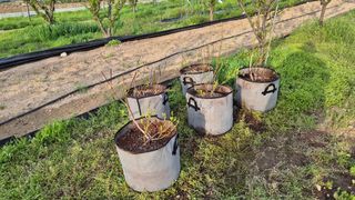 산수화풍님의 기타작물 · 영농일지 작성글 사진