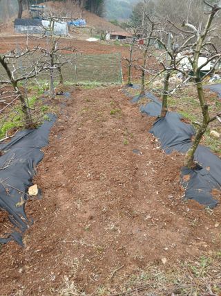 인생은 소풍처럼~님의 기타작물 · 영농일지 작성글 사진