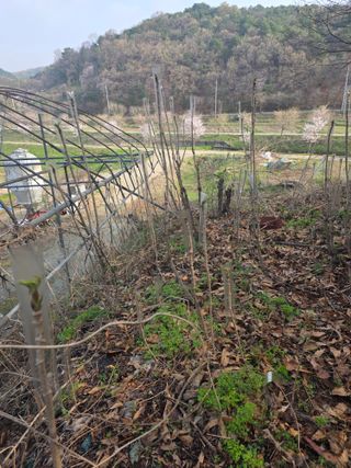 한상훈님의 두릅 · 영농일지 작성글 사진