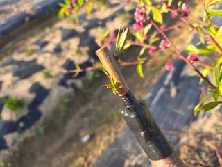 정영석님의 복숭아 · 영농일지 작성글 사진