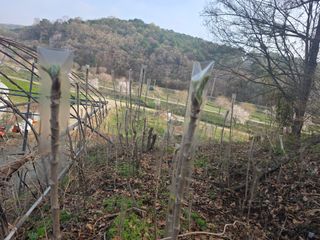 한상훈님의 두릅 · 영농일지 작성글 사진