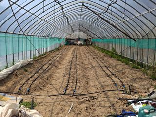 건강한먹거리님의 고추 · 영농일지 작성글 사진