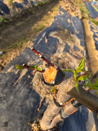 정영석님의 복숭아 · 영농일지 작성글 사진