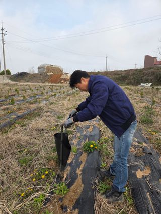 들깨19419님의 옥수수 · 영농일지 작성글 사진