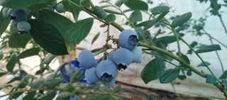 류근택님의 블루베리 · 영농일지 작성글 사진