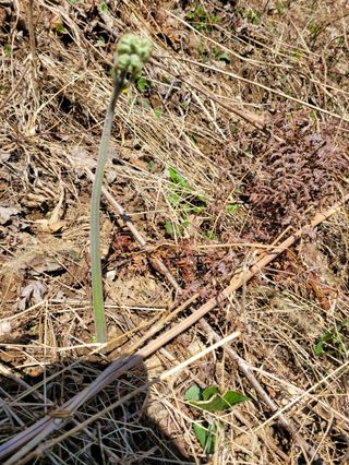 돈디아고(김덕수)님의 기타작물 · 영농일지 작성글 사진
