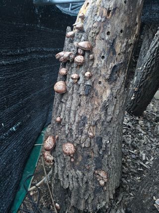 최군환님의 기타작물 · 영농일지 작성글 사진