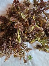 팜모닝 두릅·영농일지 게시글 이미지