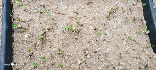 서대산향수님의 포도 · 영농일지 작성글 사진