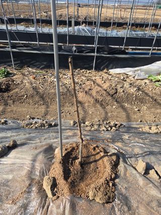 정영석님의 기타작물 · 영농일지 작성글 사진