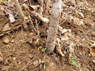 돈디아고(김덕수)님의 기타작물 · 영농일지 작성글 사진