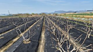 늘푸른 농장주님의 기타작물 · 영농일지 작성글 사진