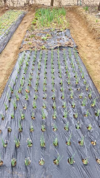 김지철님의 기타작물 · 영농일지 작성글 사진