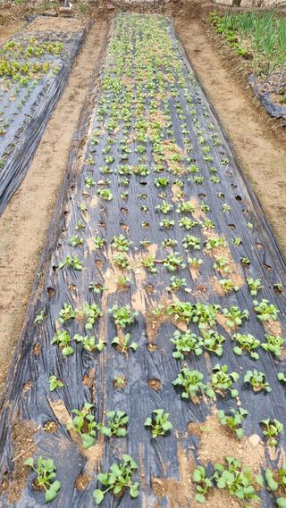 김지철님의 기타작물 · 영농일지 작성글 사진