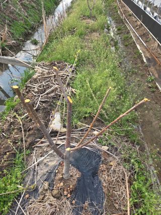 정영석님의 기타작물 · 영농일지 작성글 사진