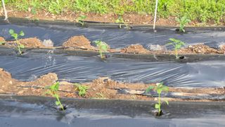 촌사리(김정대)님의 작성글 사진