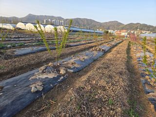 정영석님의 감자 · 영농일지 작성글 사진