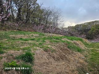 장정규님의 복숭아 · 영농일지 작성글 사진