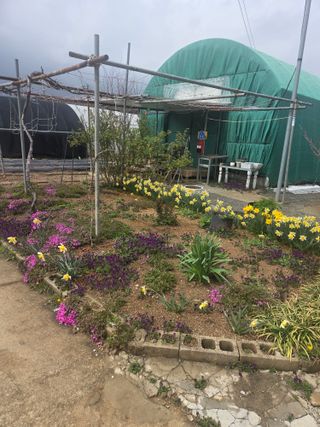 제주농부님의 기타작물 · 영농일지 작성글 사진