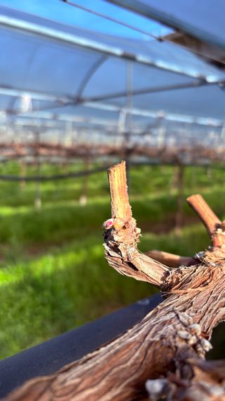 님의 포도 · 영농일지 작성글 사진