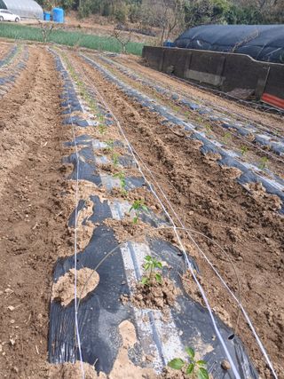 최유순님의 고추 · 영농일지 작성글 사진