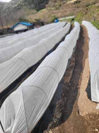 김선순(공룡자색마)님의 기타작물 · 영농일지 작성글 사진