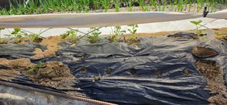 강연수님의 벼 · 영농일지 작성글 사진