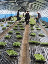 팜모닝 기타작물·영농일지 게시글 이미지