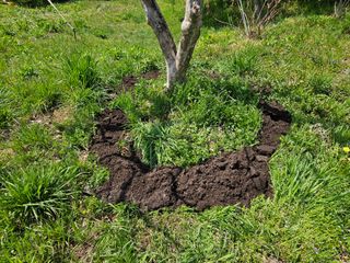 장산님의 감 · 영농일지 작성글 사진