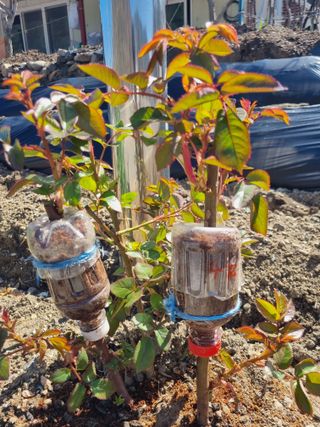 김용대님의 기타작물 · 영농일지 작성글 사진