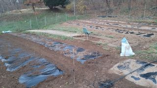 서초농원님의 기타작물 · 영농일지 작성글 사진