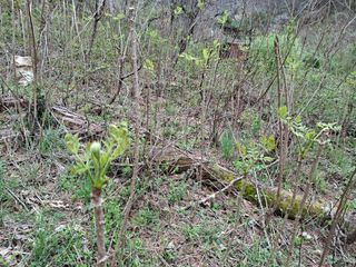 자연같이님의 두릅 · 영농일지 작성글 사진