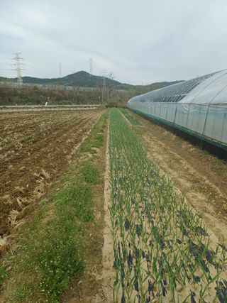 전원수님의 기타작물 · 영농일지 작성글 사진