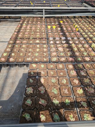 신상섭님의 기타작물 · 영농일지 작성글 사진