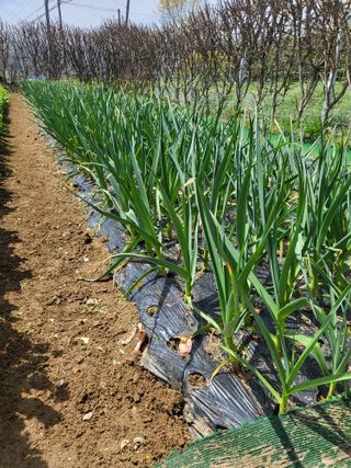 늘찬님의 마늘 · 영농일지 작성글 사진