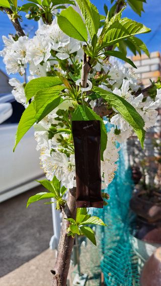 주윤발이님의 복숭아 · 영농일지 작성글 사진