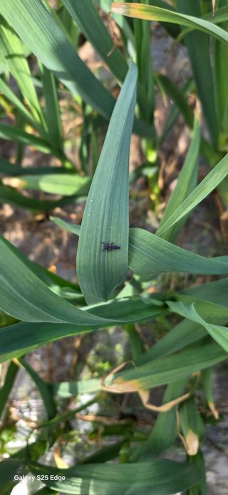 경주농장님의 마늘 · 영농일지 작성글 사진