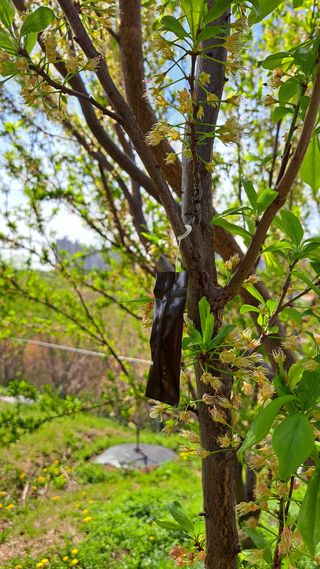 주윤발이님의 복숭아 · 영농일지 작성글 사진