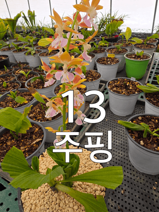 이성규 님의 기타작물 · 영농일지 작성글 사진