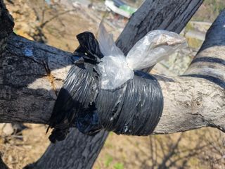 김용대님의 기타작물 · 영농일지 작성글 사진