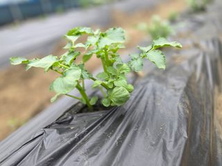 윤자용11대임후회장님의 배추 · 영농일지 작성글 사진